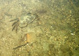 crab.jpg